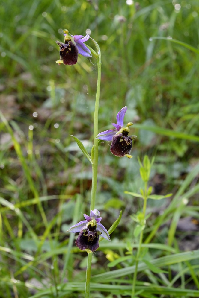 Conferma Ophirys holoserica subsp. holoserica